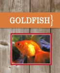 Goldfish